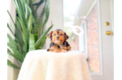 Cute Yorkie Purebred Puppy