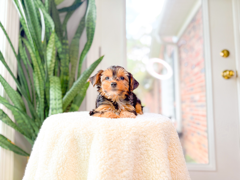 Cute Yorkie Purebred Puppy