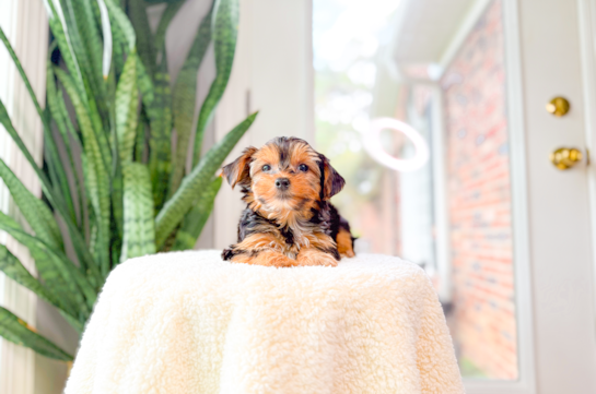 Cute Yorkie Purebred Puppy