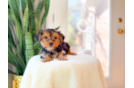Yorkshire Terrier Pup Being Cute