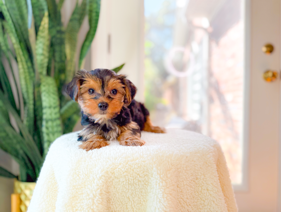 Yorkshire Terrier Pup Being Cute