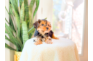 Cute Yorkie Purebred Puppy