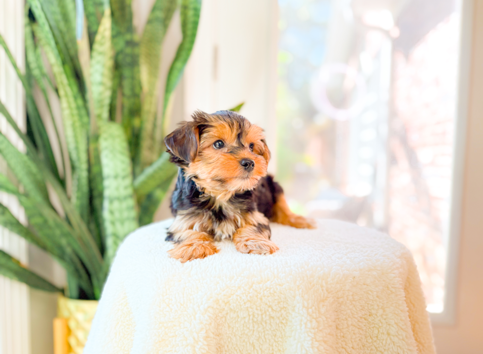 Cute Yorkie Purebred Puppy