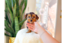 Yorkshire Terrier Puppy for Adoption