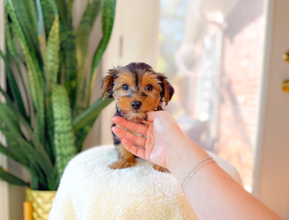Yorkshire Terrier Puppy for Adoption