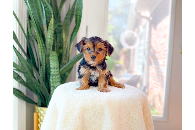Best Yorkshire Terrier Baby