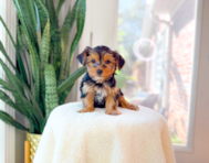 11 week old Yorkshire Terrier Puppy For Sale - Simply Southern Pups