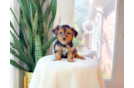 Best Yorkshire Terrier Baby