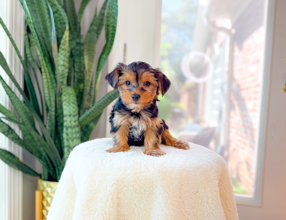 Best Yorkshire Terrier Baby