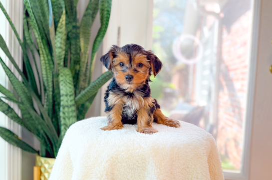 Best Yorkshire Terrier Baby
