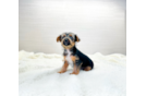 Yorkshire Terrier Puppy for Adoption