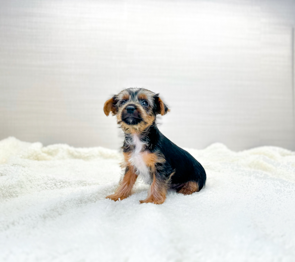 Yorkshire Terrier Puppy for Adoption