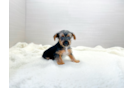 Cute Yorkshire Terrier Baby