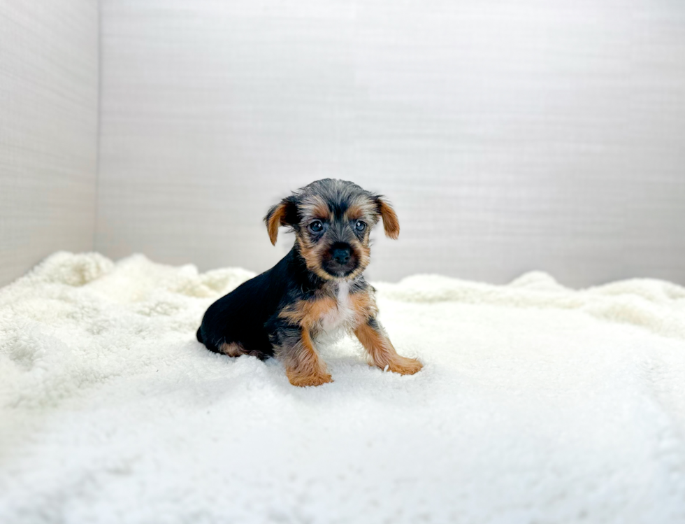 Cute Yorkshire Terrier Baby