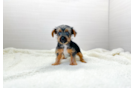 Yorkshire Terrier Puppy for Adoption