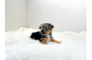 Cute Yorkshire Terrier Baby