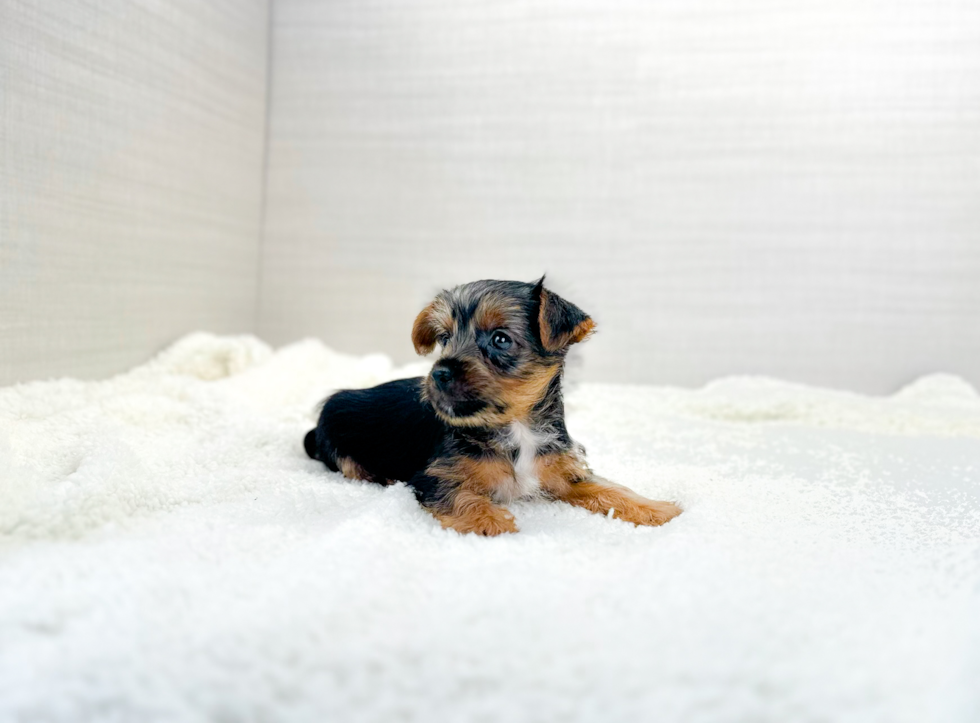 Cute Yorkshire Terrier Baby