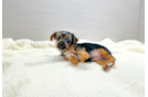 Yorkshire Terrier Pup Being Cute