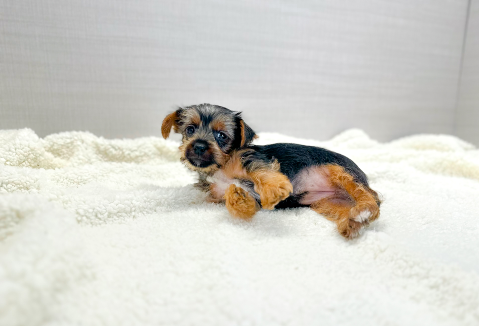 Yorkshire Terrier Pup Being Cute