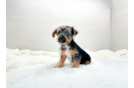 Yorkshire Terrier Puppy for Adoption