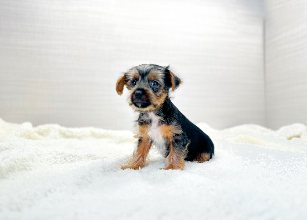 Yorkshire Terrier Puppy for Adoption