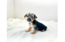 Cute Yorkie Purebred Puppy