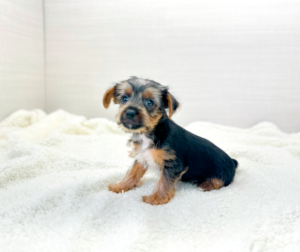 Cute Yorkie Purebred Puppy