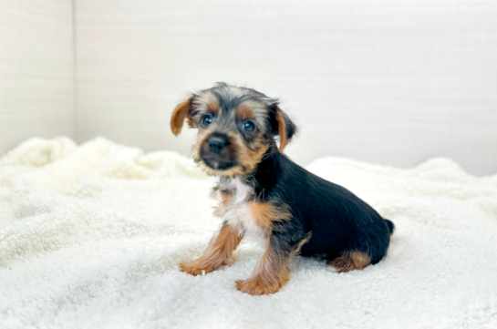 Cute Yorkie Purebred Puppy