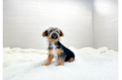 Yorkshire Terrier Puppy for Adoption