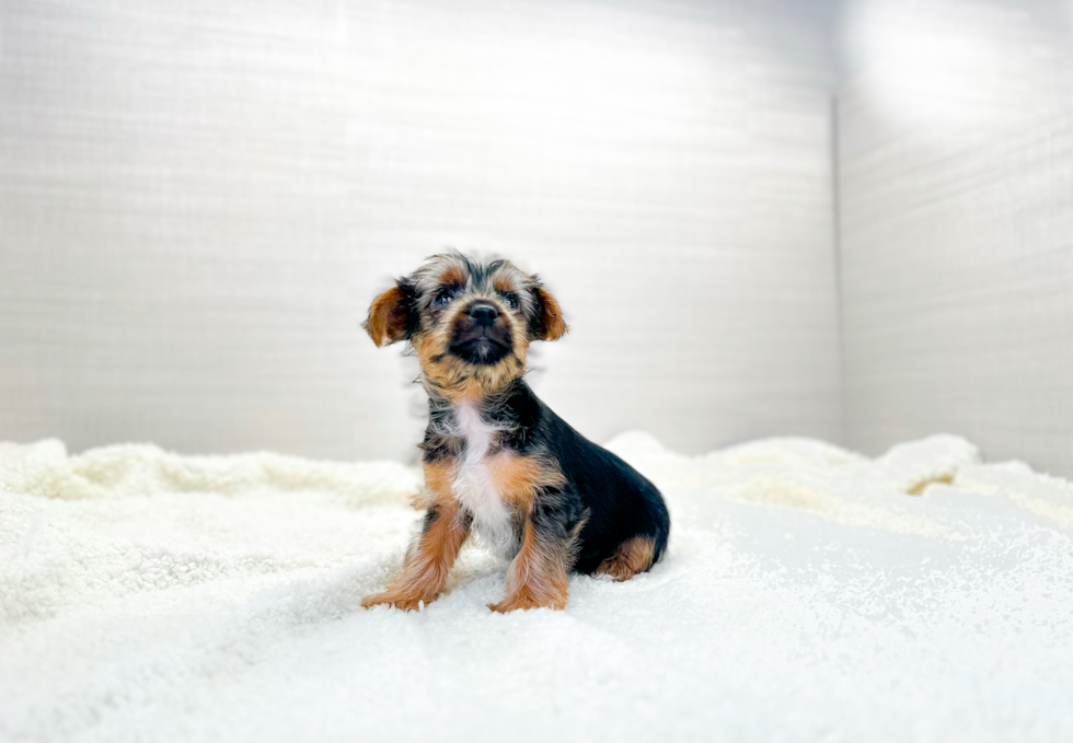 Yorkshire Terrier Puppy for Adoption