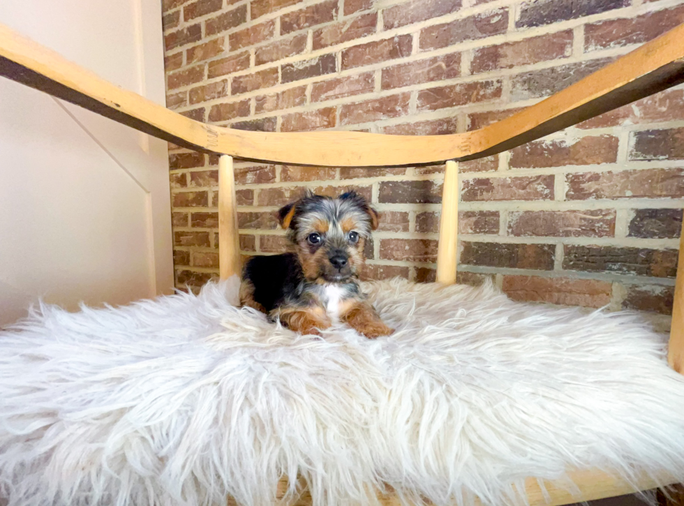 Cute Yorkie Purebred Puppy