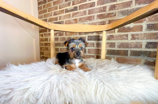 Cute Yorkie Purebred Puppy