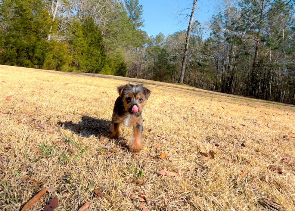 Yorkshire Terrier Pup Being Cute