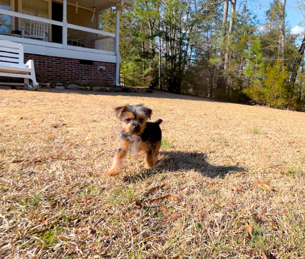 Cute Yorkie Purebred Puppy