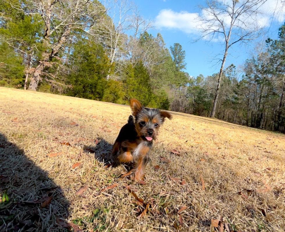 Yorkshire Terrier Puppy for Adoption