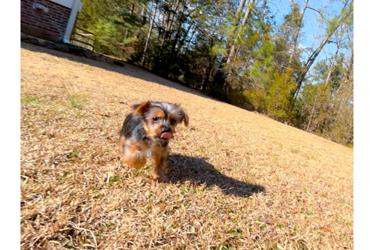 Cute Yorkie Purebred Puppy