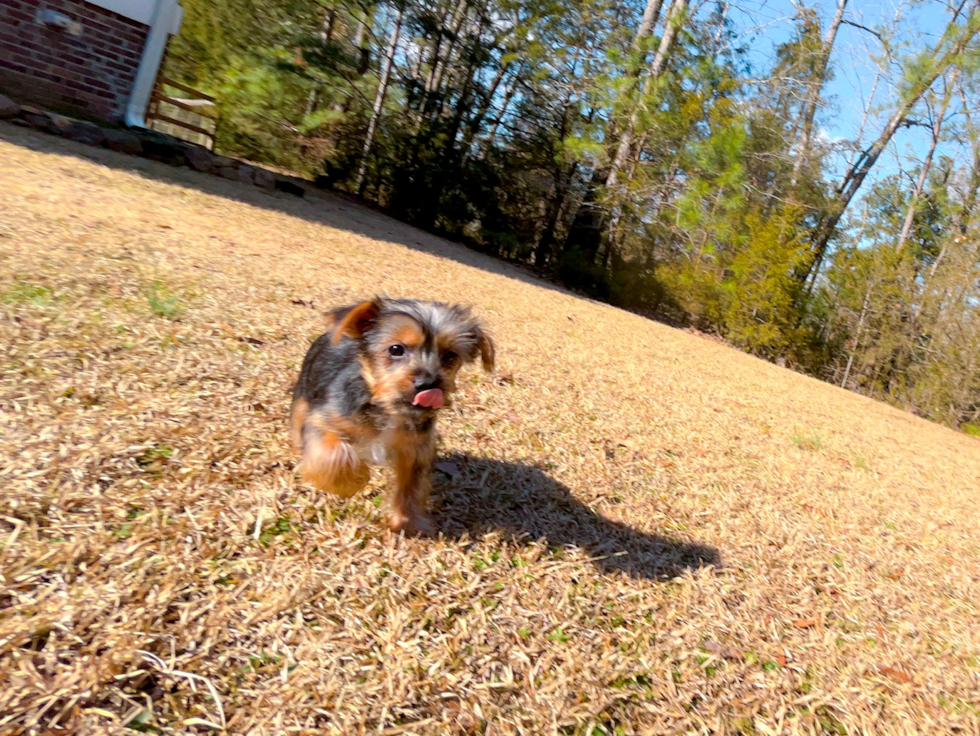 Cute Yorkie Purebred Puppy