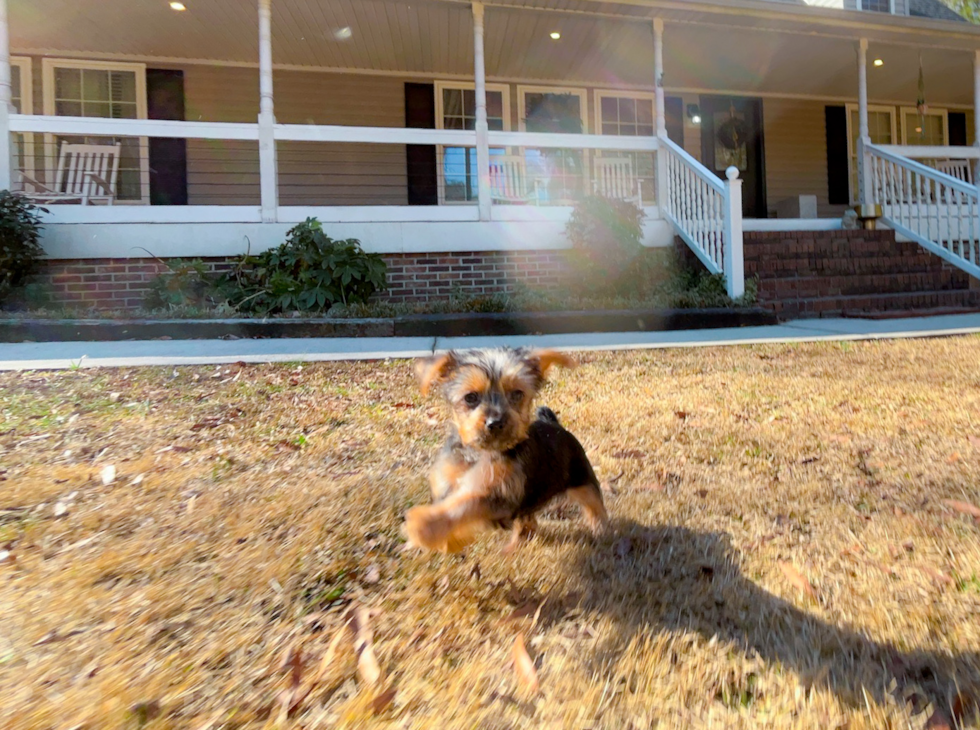 Yorkshire Terrier Puppy for Adoption