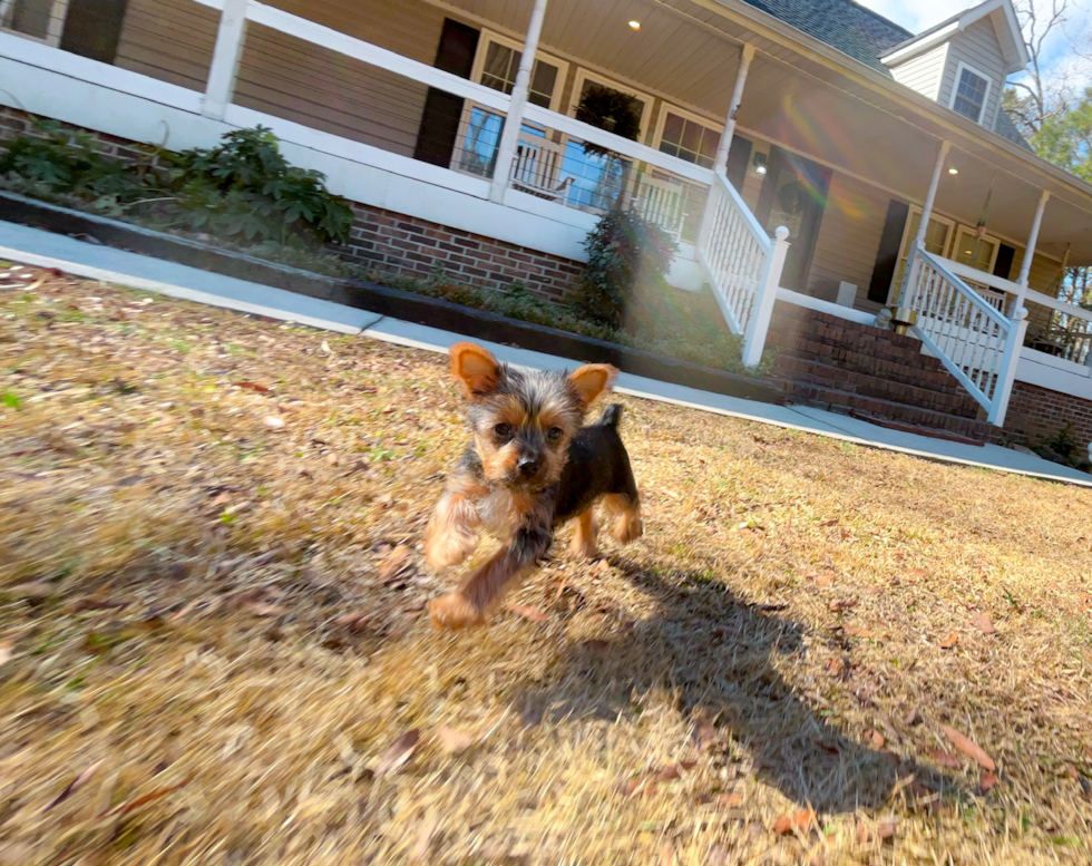 Yorkshire Terrier Pup Being Cute