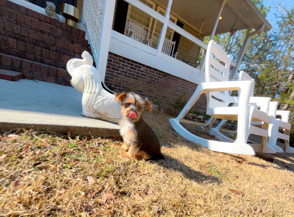 Cute Yorkshire Terrier Purebred Pup