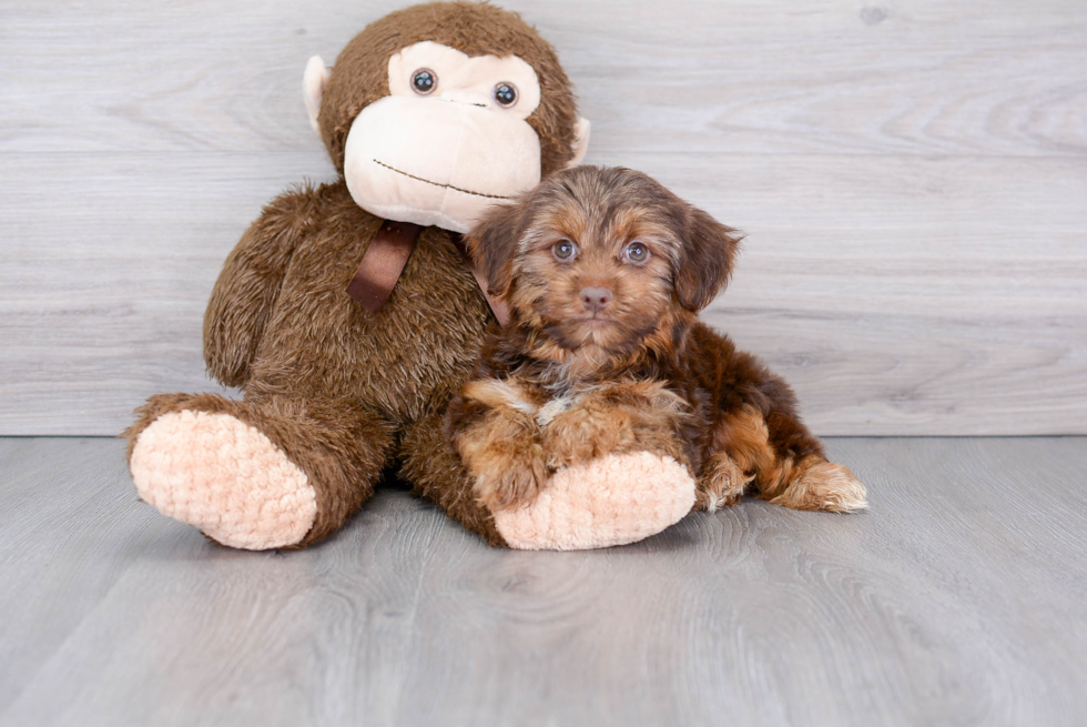 Smart Yorkie Purebred Puppy