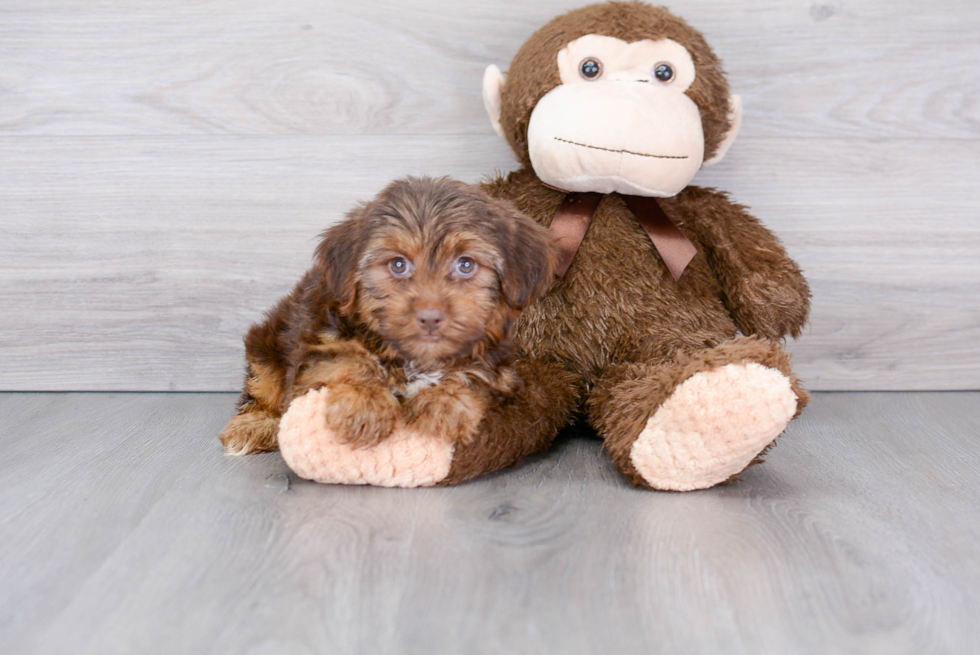 Yorkshire Terrier Pup Being Cute
