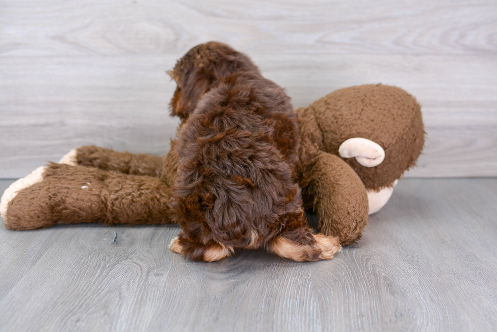 Best Yorkshire Terrier Baby