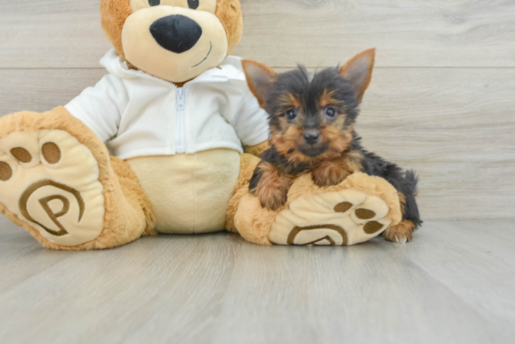 Fluffy Yorkie Purebred Puppy