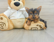 8 week old Yorkshire Terrier Puppy For Sale - Simply Southern Pups