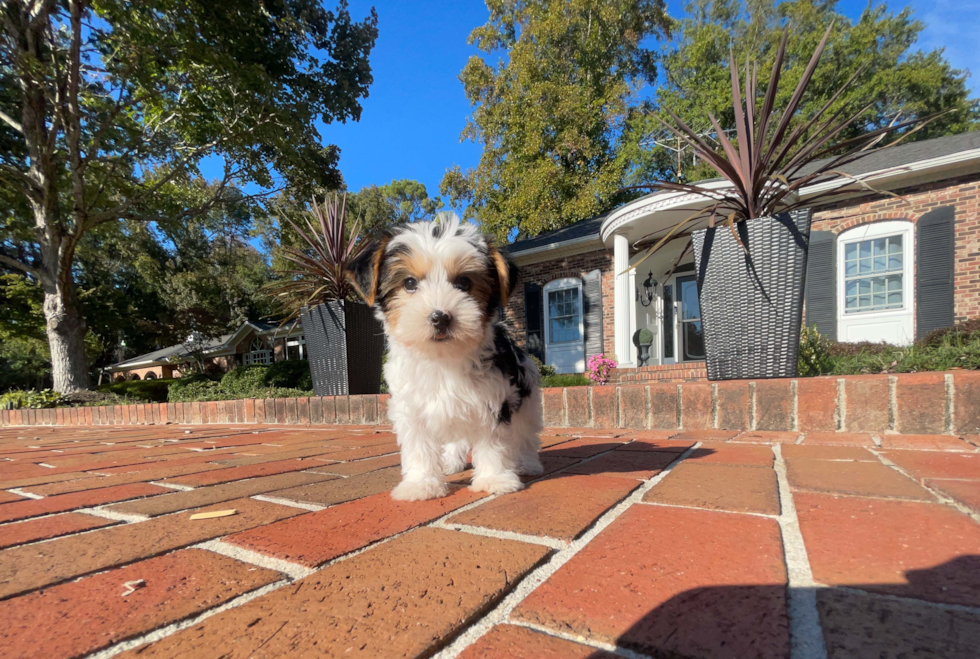 Yorkshire Terrier Puppy for Adoption