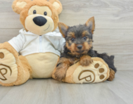 8 week old Yorkshire Terrier Puppy For Sale - Simply Southern Pups