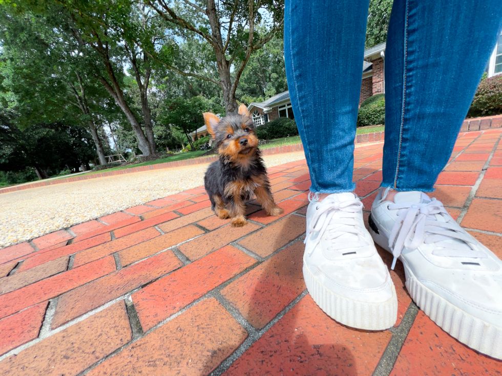 Cute Yorkshire Terrier Purebred Pup