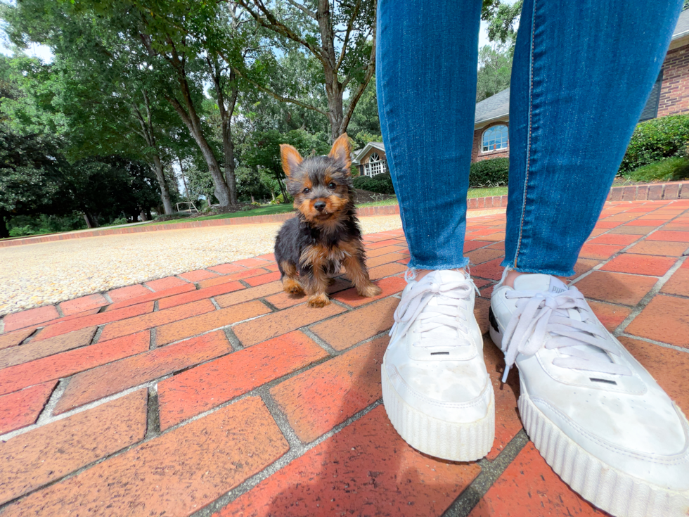 Yorkshire Terrier Puppy for Adoption