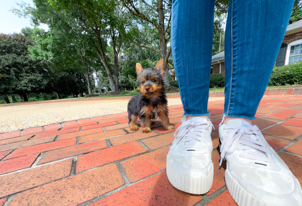 Cute Yorkshire Terrier Purebred Pup